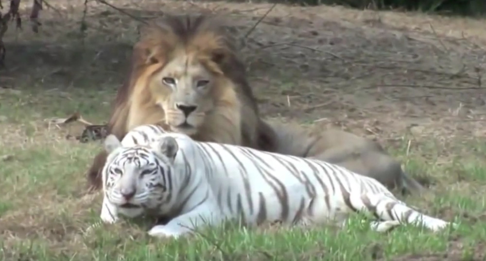 Pogledajte ova neverovatna prijateljstva (VIDEO)