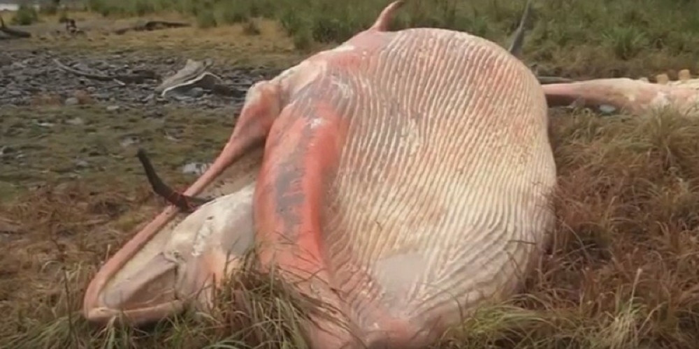 Više od 300 kitova nasukano duž obale Čilea