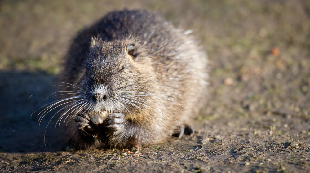 NAUČNICI U ŠOKU: Pronađen virus pacovskog hepatitisa kod čoveka