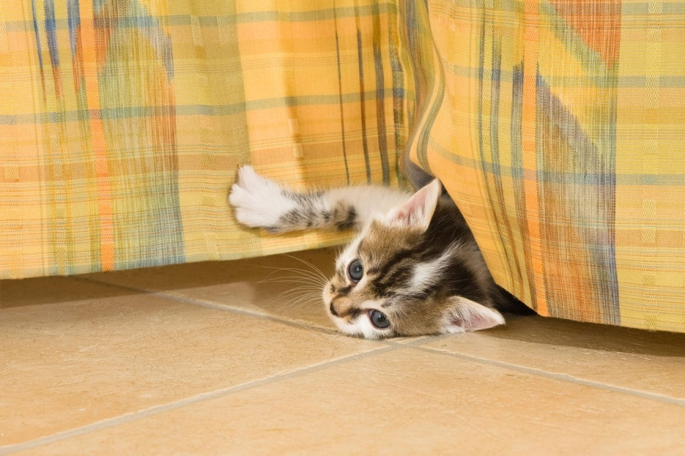 Evo koje igračke su opasne za vaše mace!