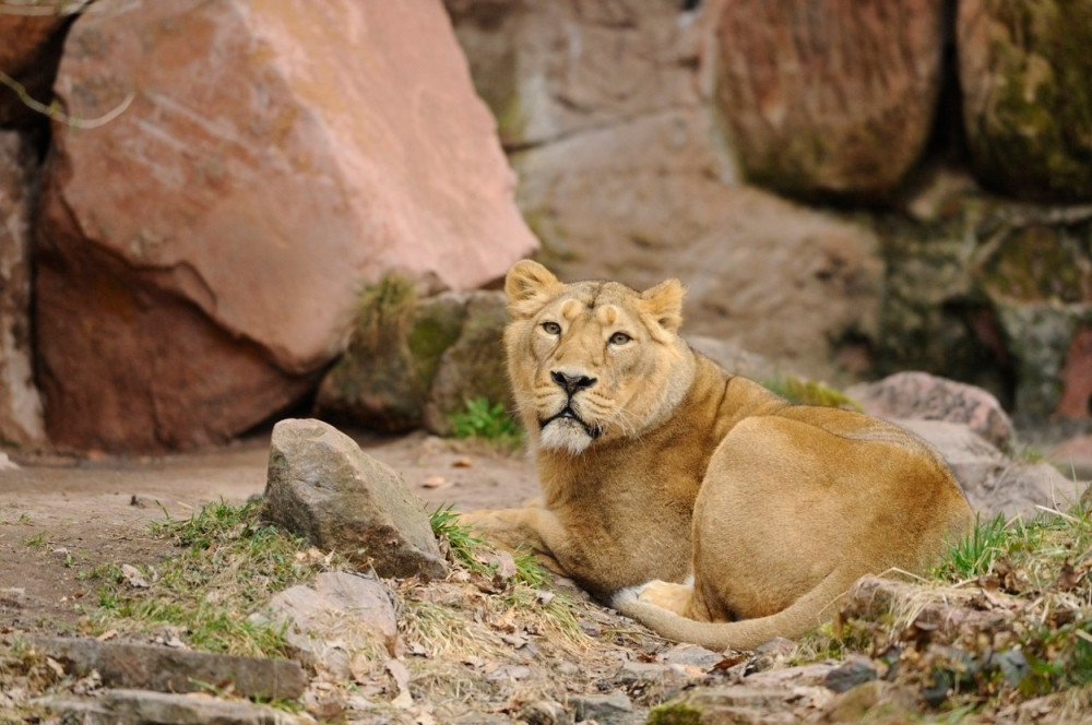 Spavajte sa lavovima u zoo vrtu