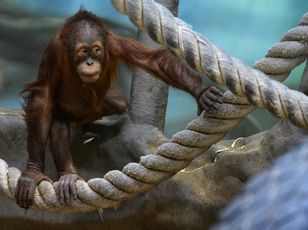 Orangutan gleda video svojih drugara (VIDEO)