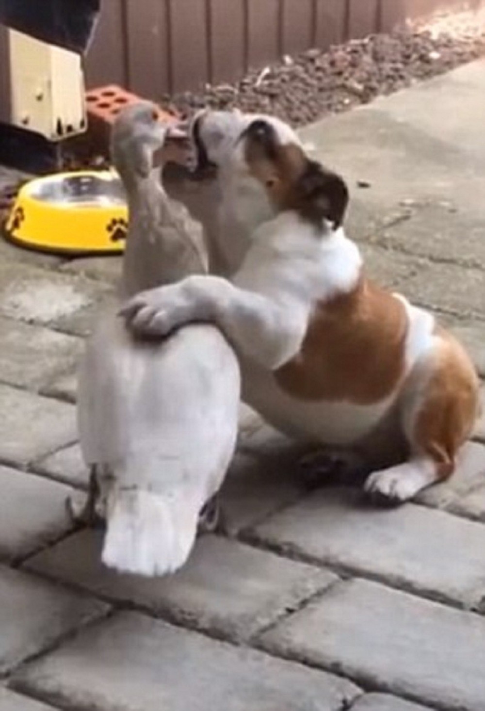 Urnebesna borba psa i patke! (VIDEO)