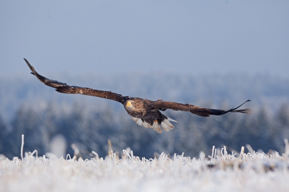Stradali orlovi belorepani kod Višnjićeva