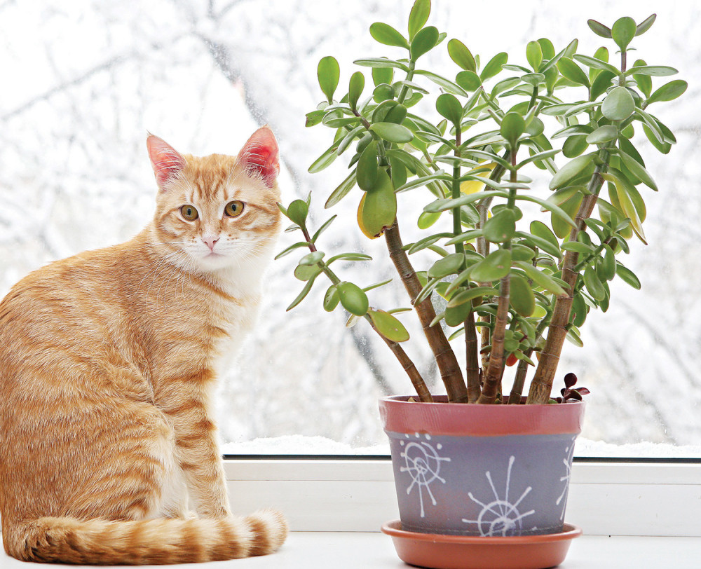 OVU BILJKU SVAKA KUĆA TREBA DA IMA: Štiti i čuva porodicu od zla, a ukoliko je stavite u ovom delu kuće - OBOGATIĆETE SE