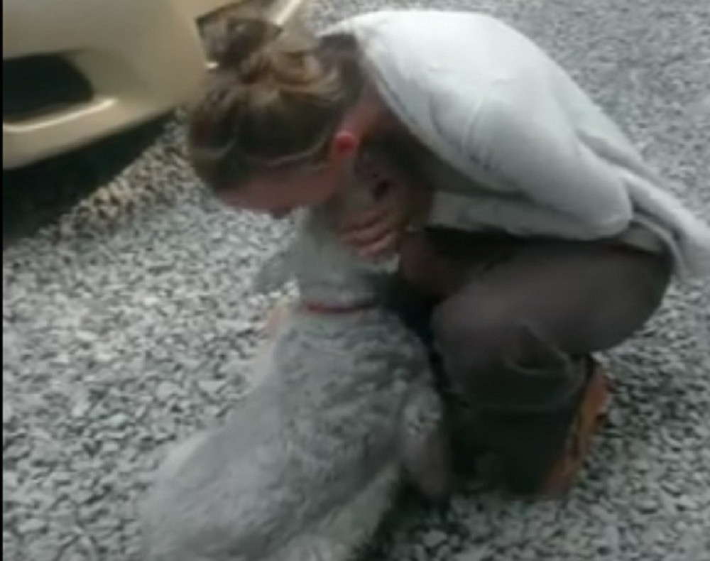 Pas od radosti pao u nesvest! (VIDEO)