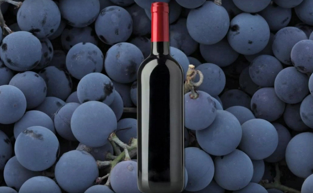 Alo! vas vodi na Palić!