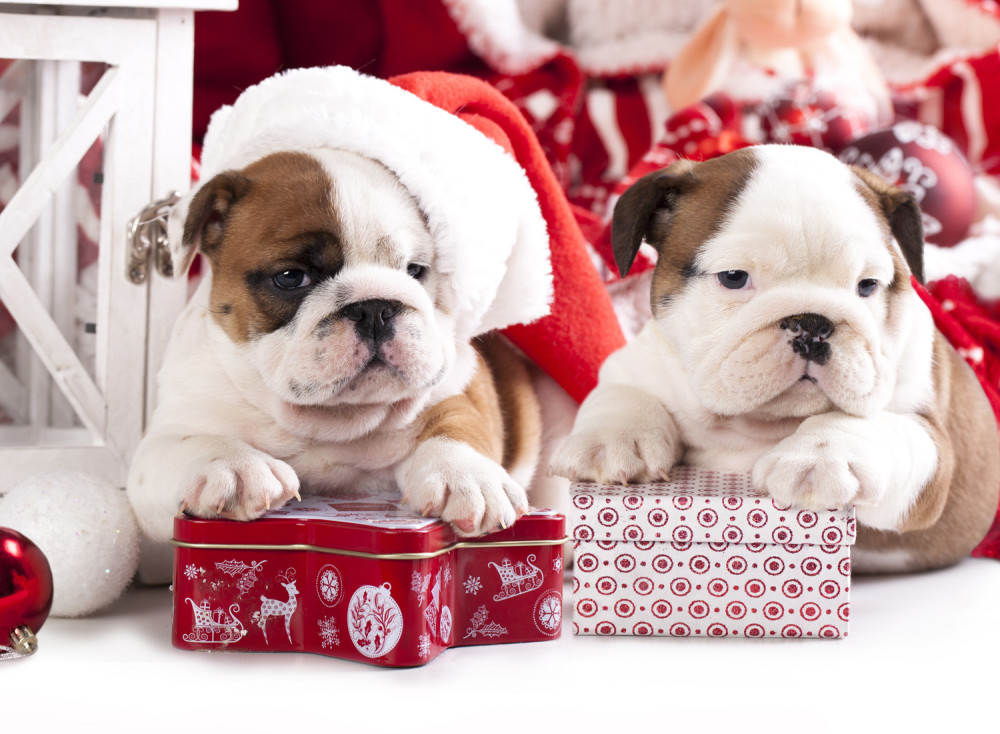 Ovo ljudi najviše kupuju za praznike