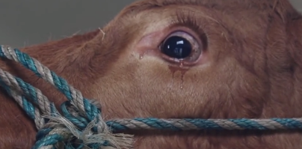 Kravica plače jer misli da ide na klanje (VIDEO)