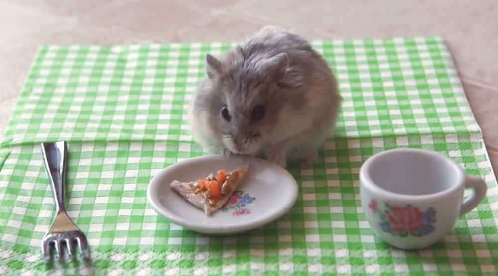 Hrčak smazao picu! (VIDEO)