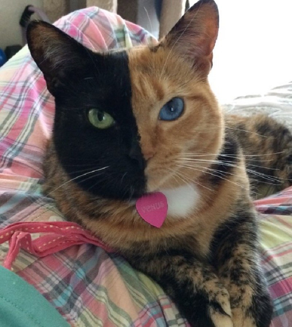 Ova maca ima više od 900.000 pratilaca na Fejsbuku! (VIDEO)