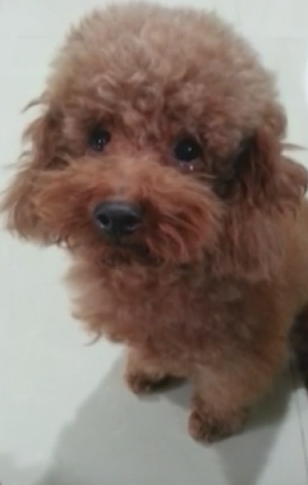 Pudlica plače dok je vlasnik grdi! (VIDEO)