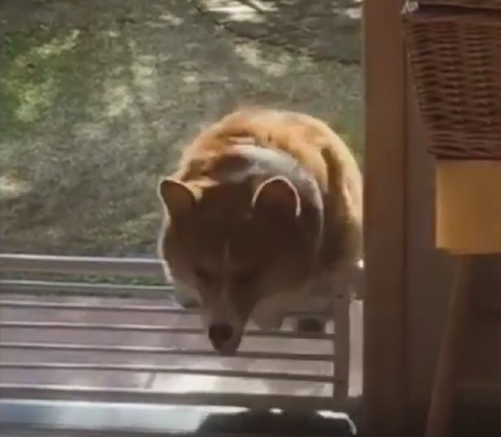 Ovaj pas će vam ulepšati dan! (VIDEO)