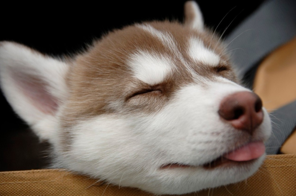 Devojčica pisala Putinu, on joj poslao haskija (VIDEO)