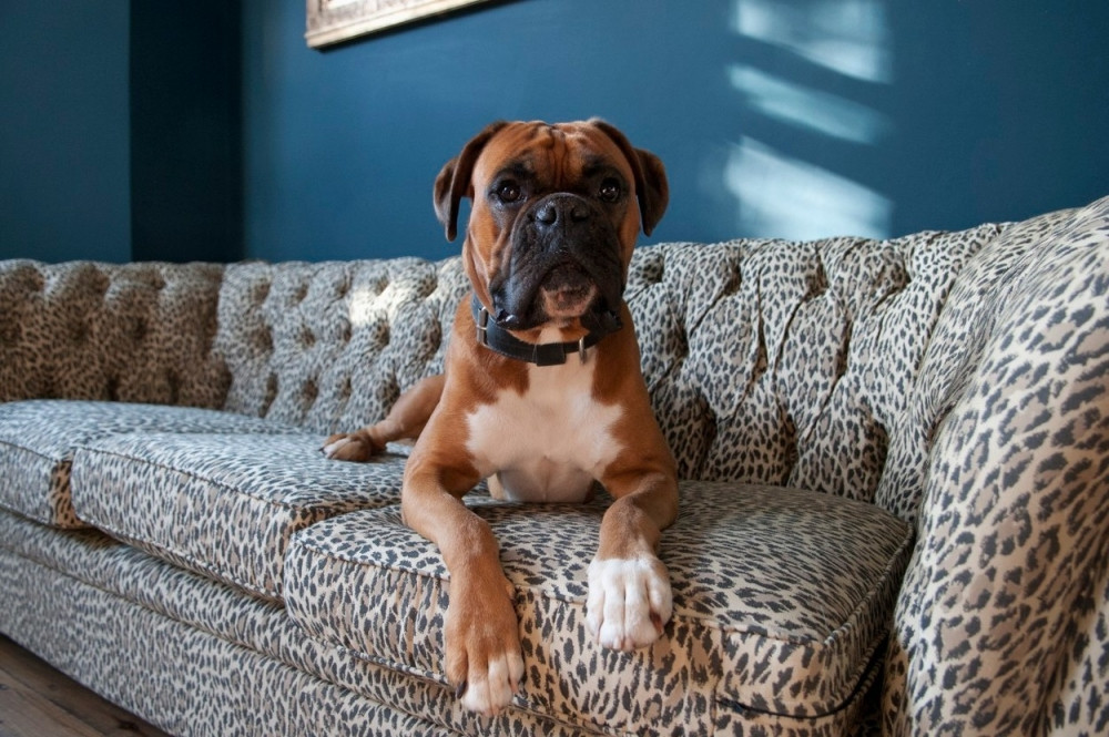 Evo zbog čega psi vole da gledaju televiziju!