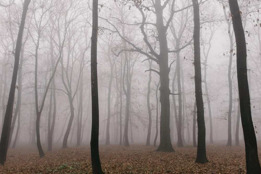 Jutro hladno i maglovito, tokom dana sunčano