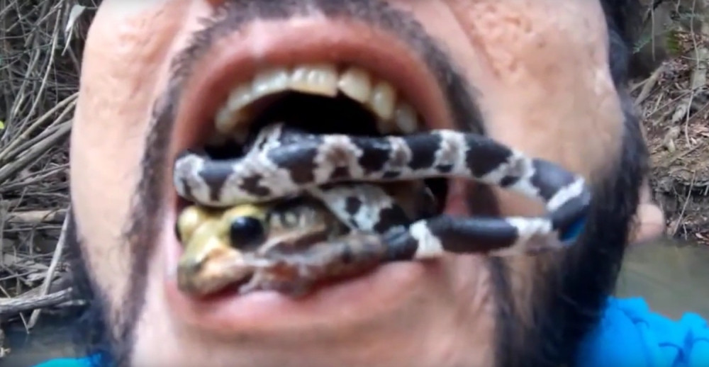 U usta stavio otrovnu zmiju i žabu u znak protesta! (VIDEO)