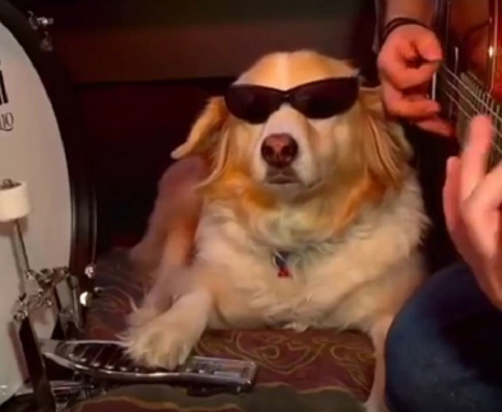 Ovaj pas nasmejaće vas do suza! (VIDEO)