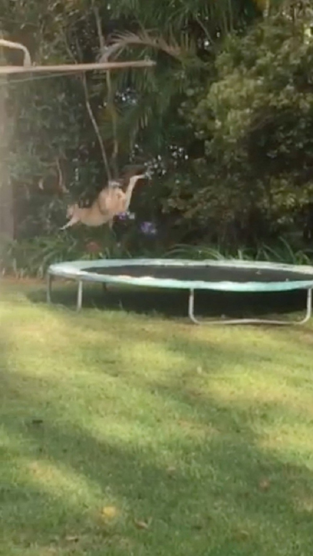 Kengur na trampolini! (VIDEO)