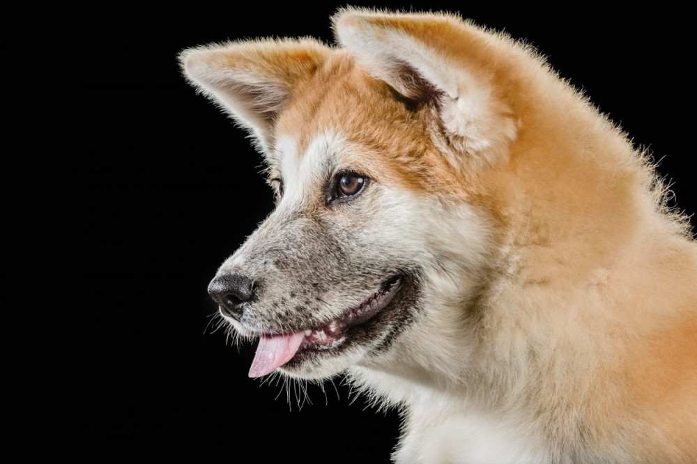 Nišlijke se pobile zbog kuje u teranju