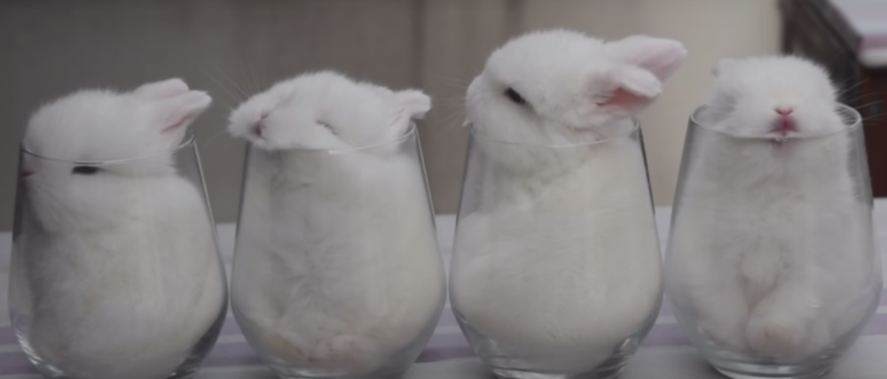 Ovako zečići spavaju u čašama! (VIDEO)