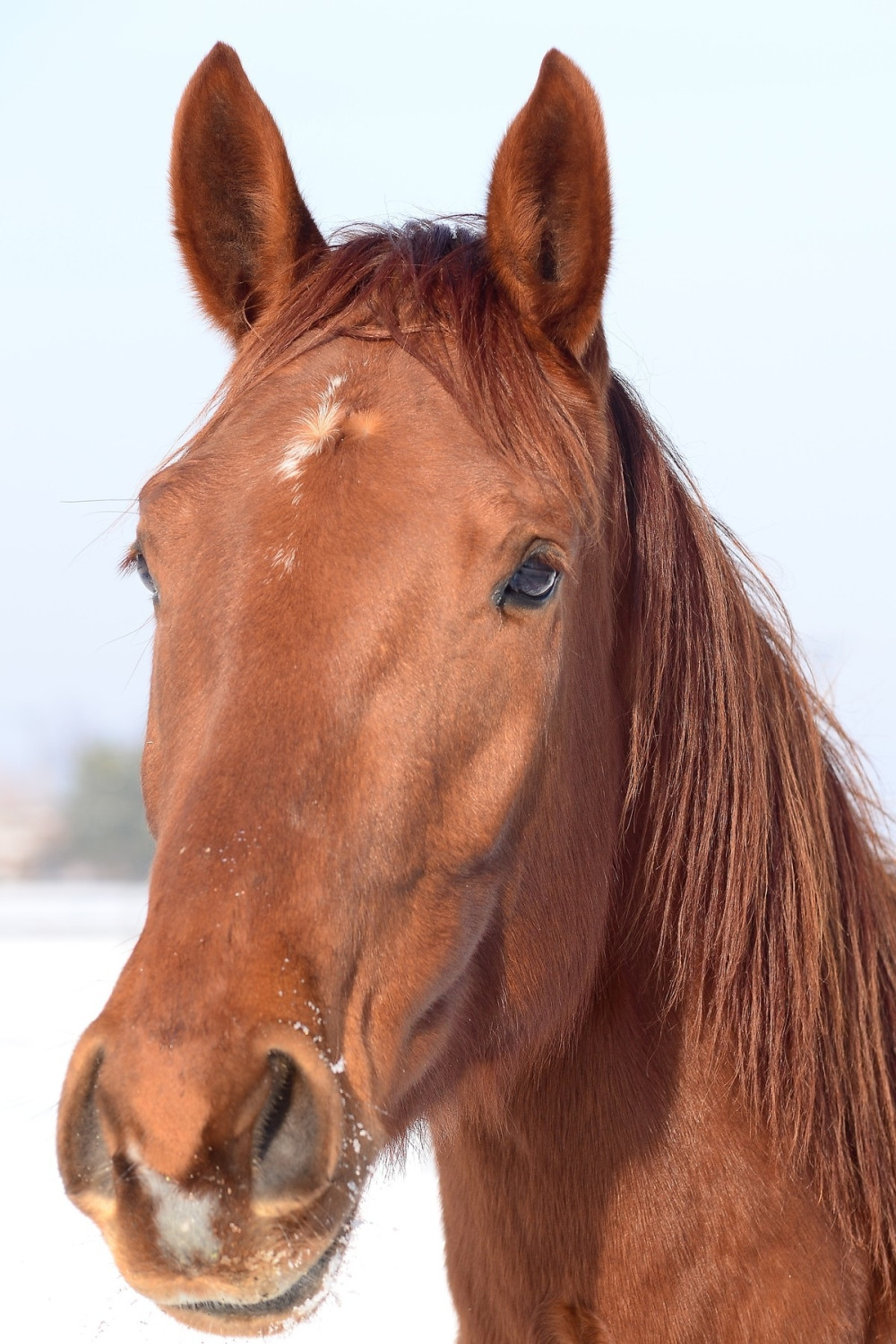 Ovaj konj koči kao da ima ABS! (VIDEO)