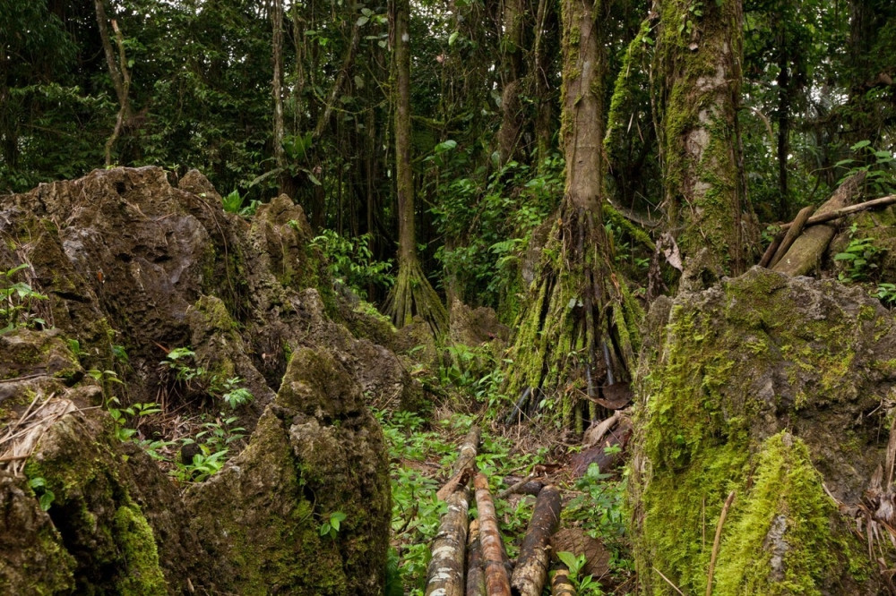 Ovo drveće može da hoda! (FOTO)