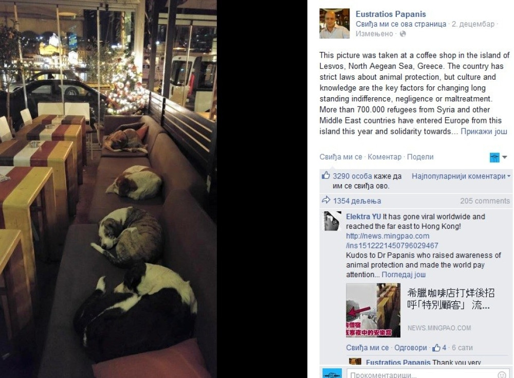 Grčki kafić se noću pretvara u azil za pse