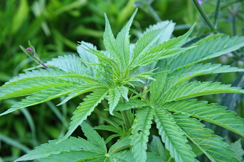 Zastava opštine u Estoniji sa listom kanabisa