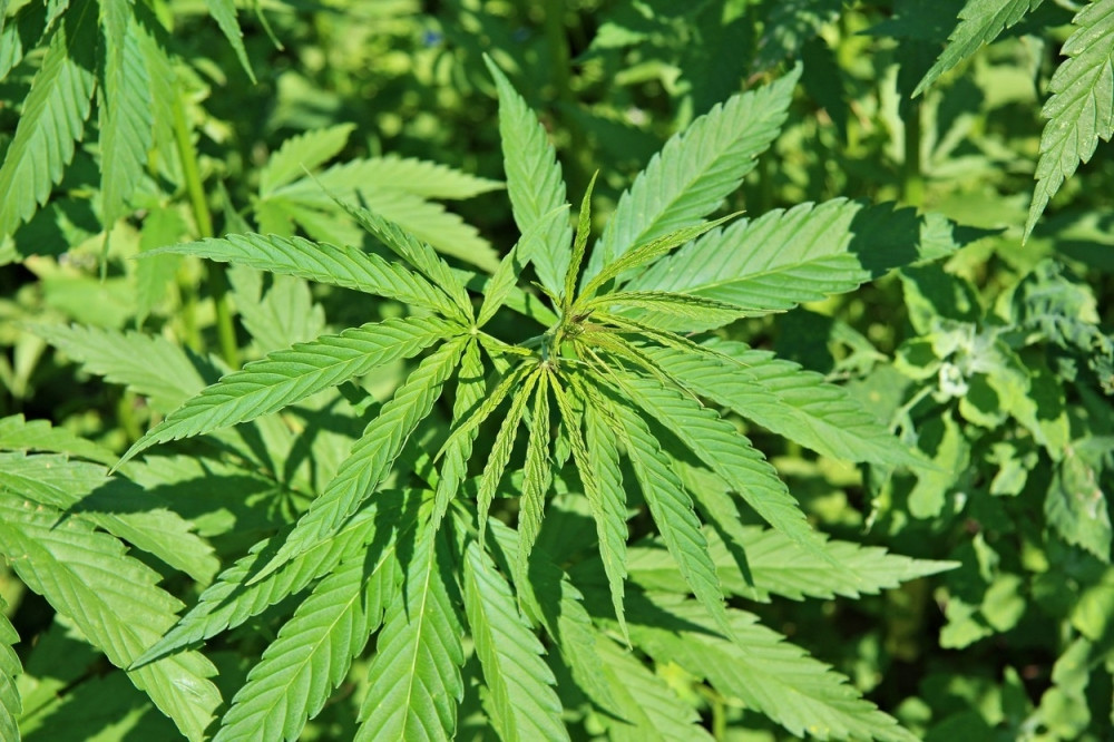 Još jedna afrička država legalizovala marihuanu