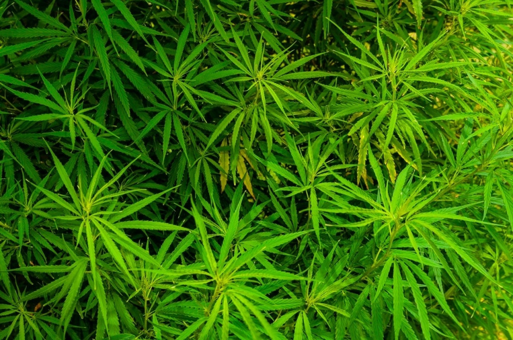 Napuštena kuća, laboratorija marihuane!