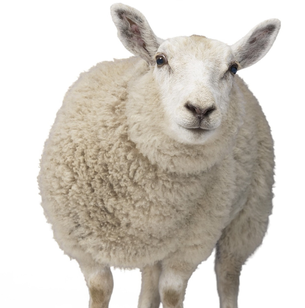 Ne prodajte ovde muslimanima, ima da ih kolju!