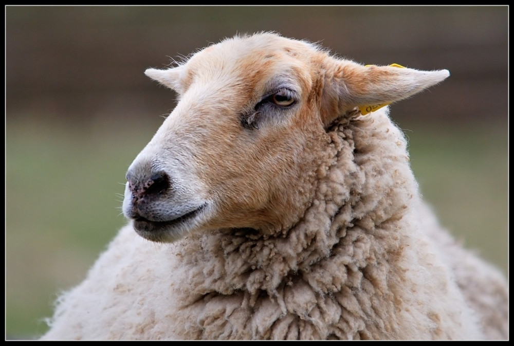 Republikanci odbili da glasaju protiv seksa sa životinjama