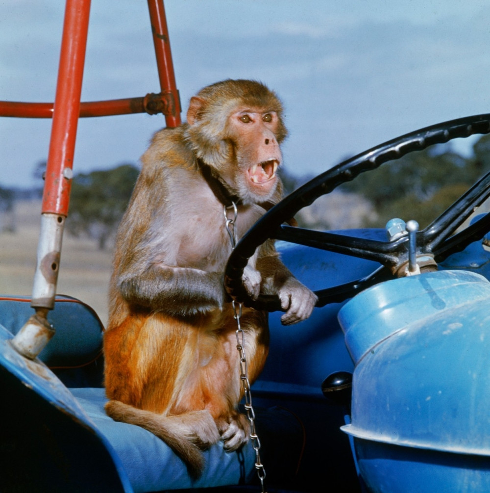 Majmun oteo autobus i napravio karambol!