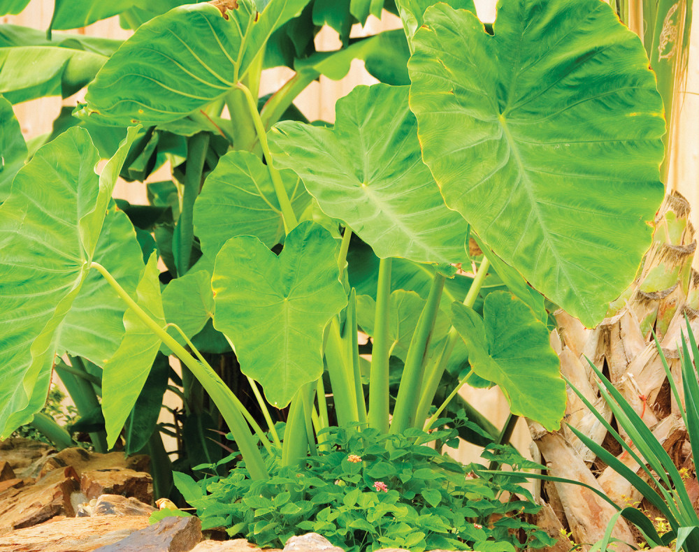 Adam, biljka svetlosti