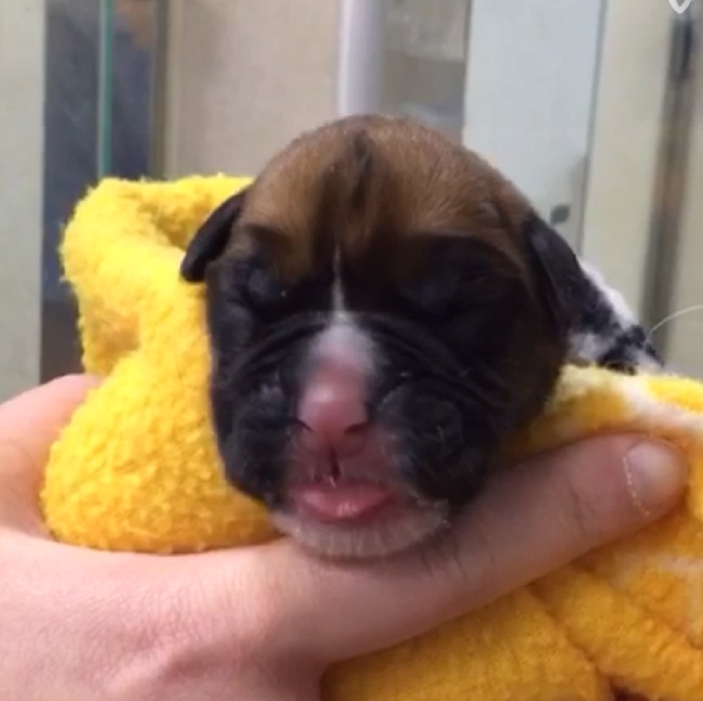 Pogledajte prvog kloniranog psa (VIDEO)