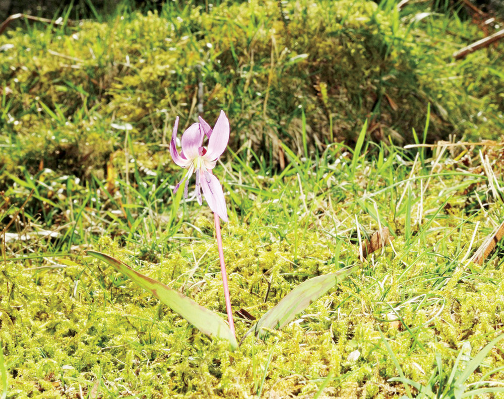 Ljubičice procvetale na Suvoboru!