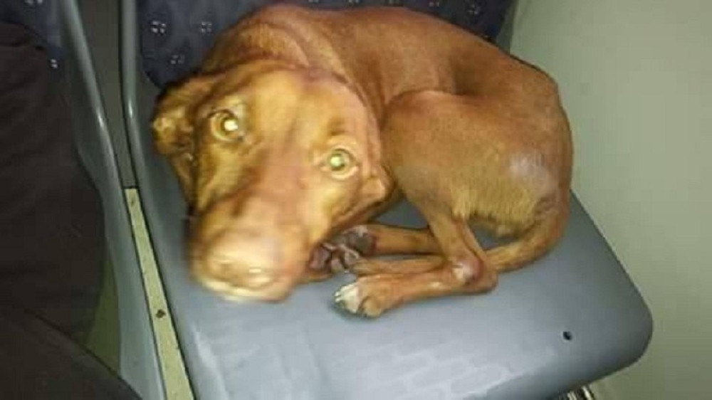 Devojka traži psa od letos, a sada je uslikan u GSP-u! (FOTO)