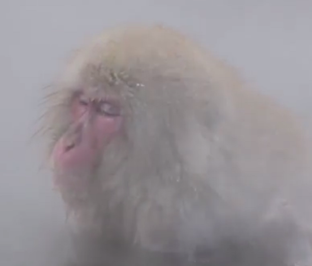 Majmuni se baškare u spa centru! (VIDEO)