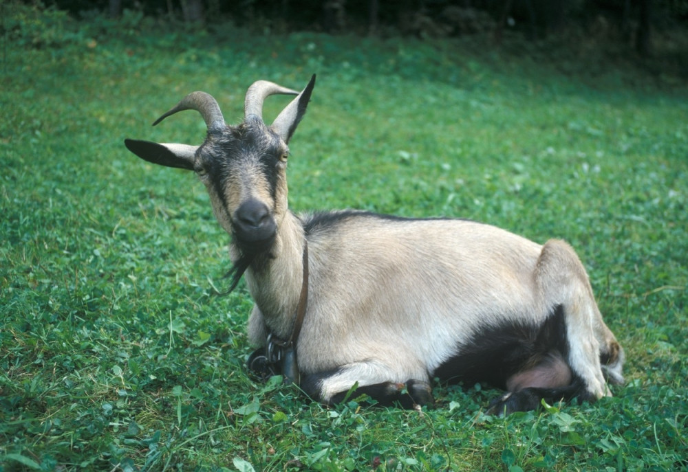 Popio kozje mleko, pa oboleo od teške bolesti i umro