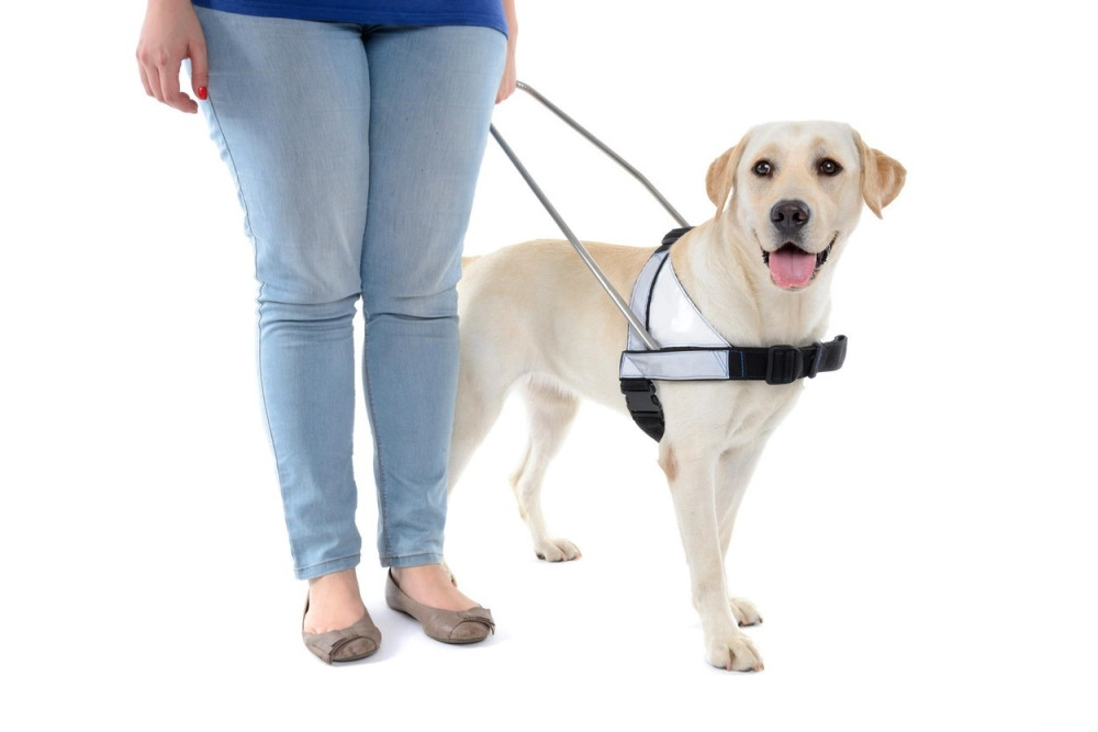 I pas vodič može na glasanje