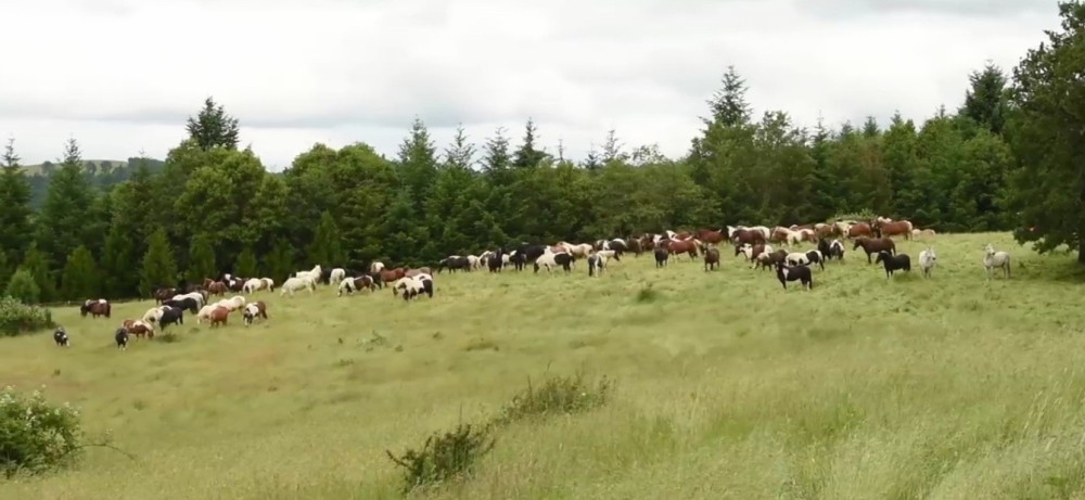 Ova žena učinila je nešto predivno za konje