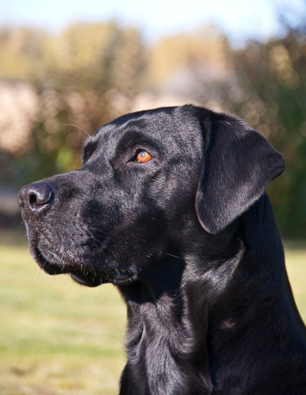 Jeste li ikada pecali "na psa"? (VIDEO)