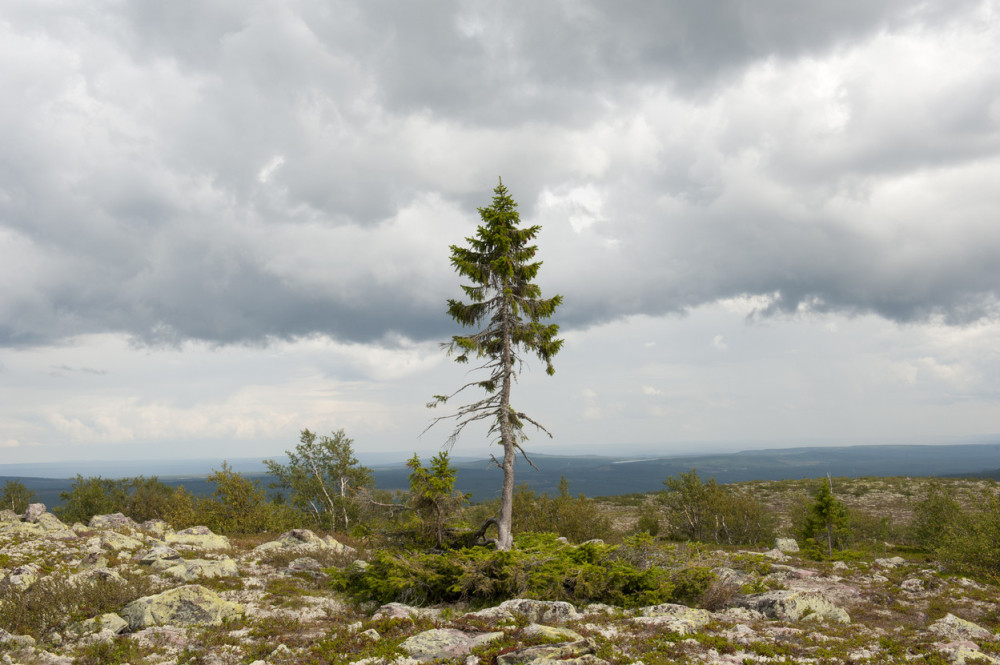 TRAGEDIJA KOD BIJELOG POLJA: Muškarca ubilo stablo!