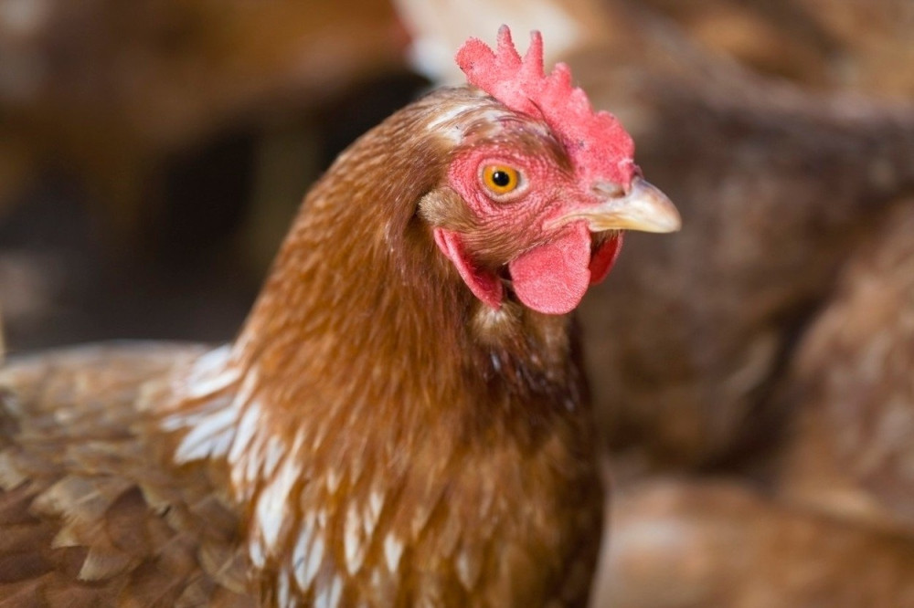 Kokoške imaju jednu sposobnost za koju skoro sigurno ne znate, a koja će vas ostaviti BEZ TEKSTA! (VIDEO)