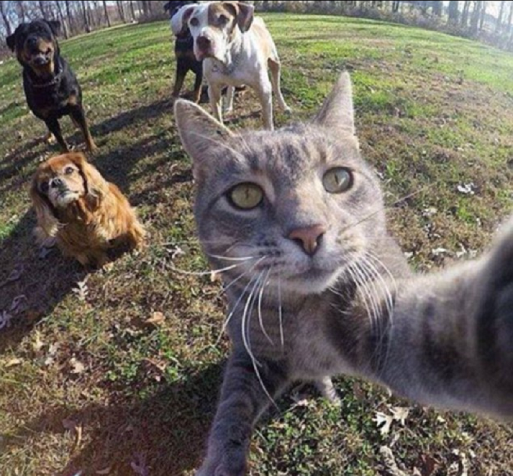 Maca opalila selfi sa džukcima!