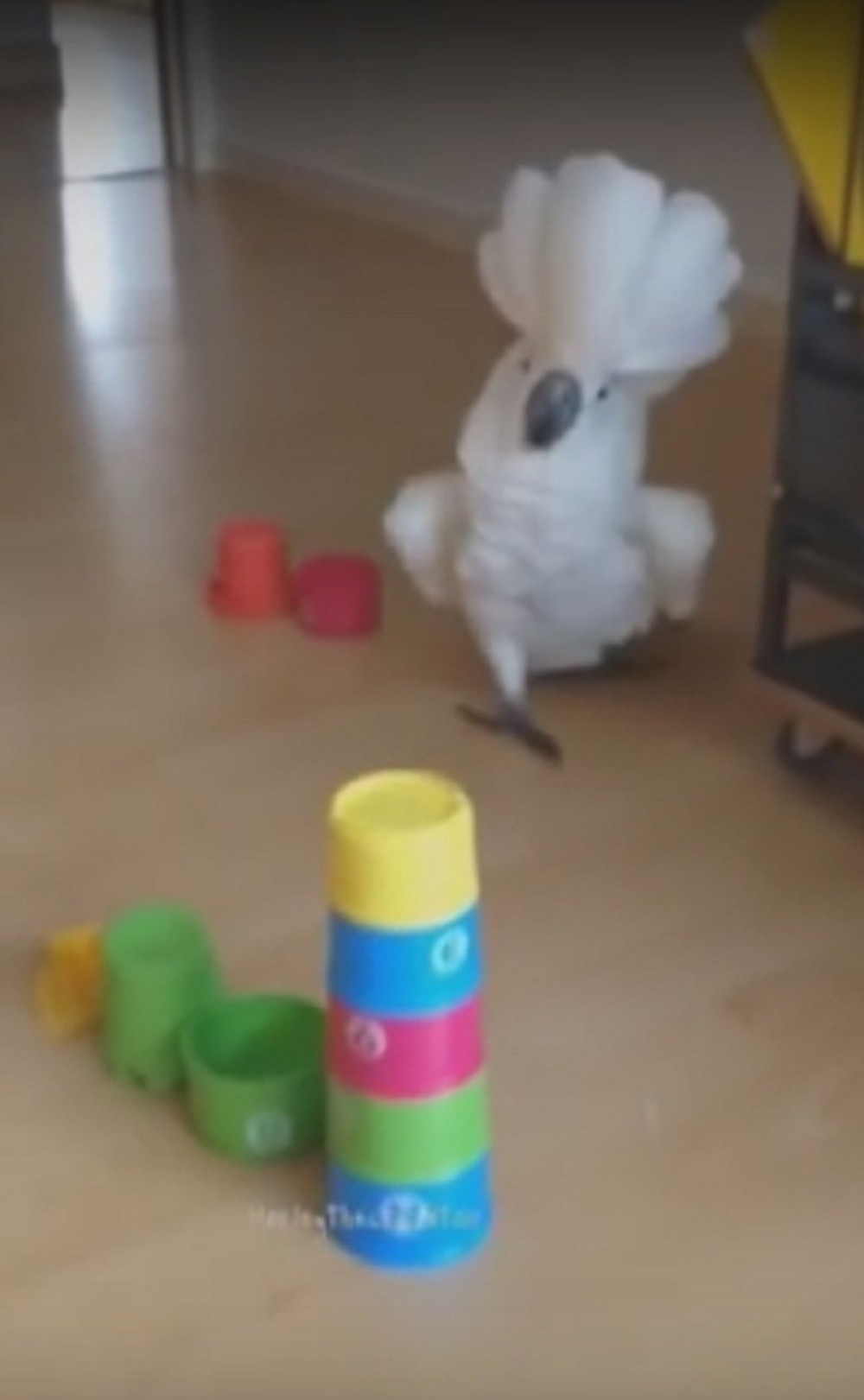 Ova ptica će vam ulepšati dan (VIDEO)