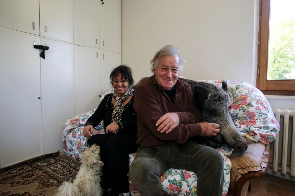 Žive s divljom svinjom od pola tone! (FOTO)