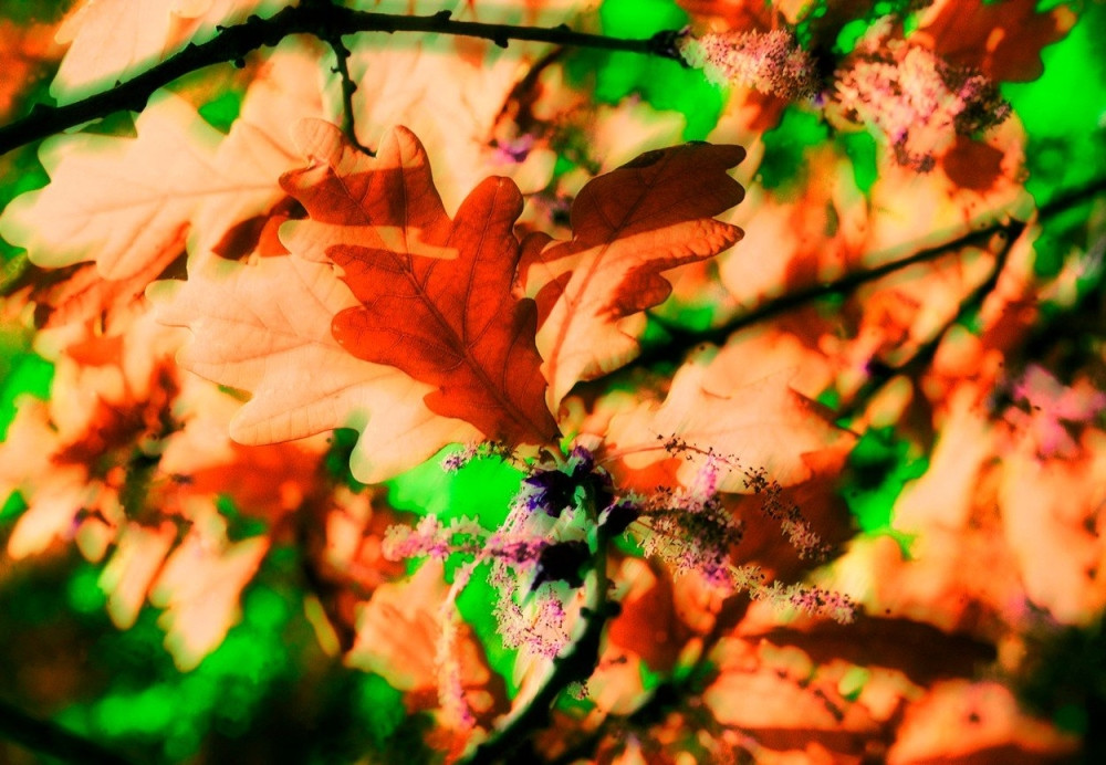 Ne sakatite hrast zbog badnjaka!