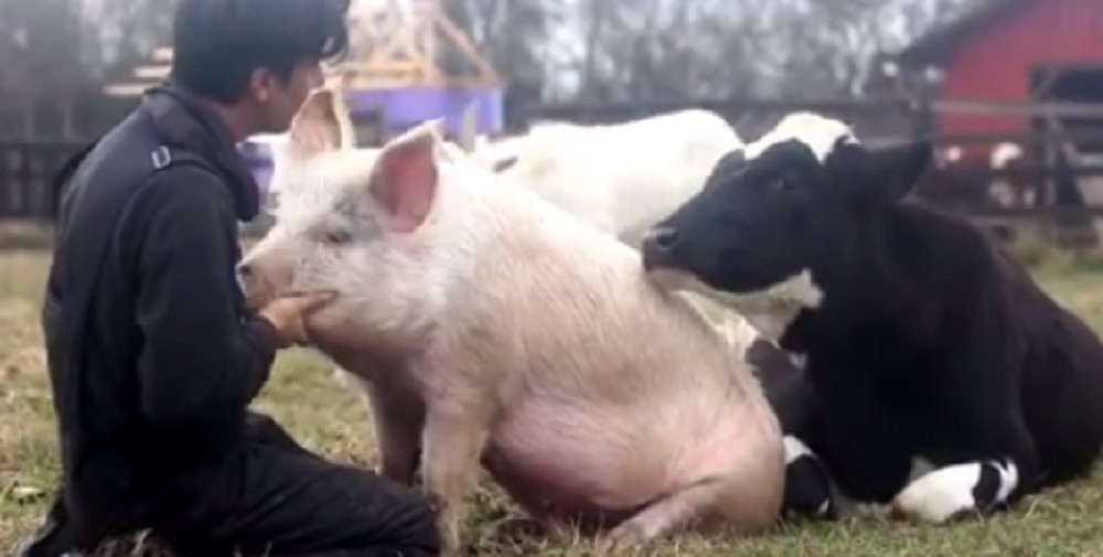 Leševi životinja razbacani po putu (UZNEMIRUJUĆI FOTO)